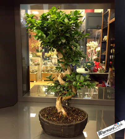 Bonsai Ağacı